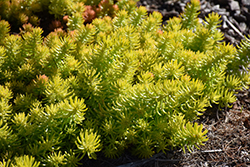 Angelina Stonecrop (Sedum rupestre 'Angelina') at Peter Knippel Garden Centre