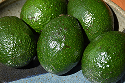 Holiday Avocado (Persea americana 'Holiday') at Lakeshore Garden Centres