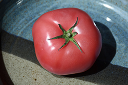 Brandywine Pink Tomato (Solanum lycopersicum 'Brandywine Pink') at A Very Successful Garden Center