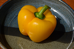 Golden California Sweet Pepper (Capsicum annuum 'Golden California') at Mainescape Nursery