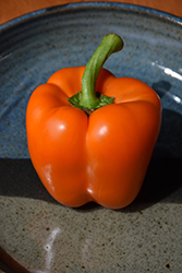 Orange Bell Pepper (Capsicum annuum 'Orange Bell') at A Very Successful Garden Center