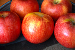 Envy Apple (Malus 'Scilate') at Lakeshore Garden Centres