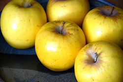 Opal Apple (Malus 'UEB32642') at Lakeshore Garden Centres