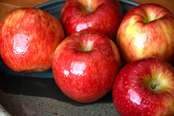 Juici Apple (Malus 'Juici') at Lakeshore Garden Centres