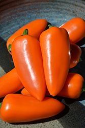 Lunchbox Orange Sweet Pepper (Capsicum annuum 'Lunchbox Orange') at A Very Successful Garden Center