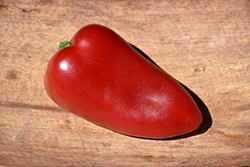 Sweet Heat Hot Pepper (Capsicum annuum 'Sweet Heat') at A Very Successful Garden Center
