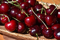 Hedelfingen Cherry (Prunus avium 'Hedelfingen') at Lakeshore Garden Centres