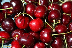 Kristin Cherry (Prunus avium 'Kristin') at Lakeshore Garden Centres