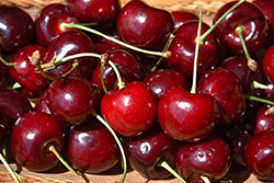 Van Cherry (Prunus avium 'Van') at Lakeshore Garden Centres