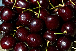 Sam Cherry (Prunus avium 'Sam') at Lakeshore Garden Centres