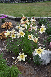 Silky Belles Lily (Lilium 'Silky Belles') at Lakeshore Garden Centres