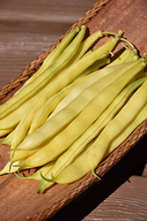 Golden Wax Bean (Phaseolus vulgaris 'Golden Wax') at Peter Knippel Garden Centre