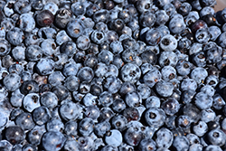 Lowbush Blueberry (Vaccinium angustifolium) at Lakeshore Garden Centres
