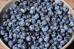 Brunswick Lowbush Blueberry (Vaccinium angustifolium 'Brunswick') at Peter Knippel Garden Centre