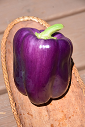 Purple Beauty Pepper (Capsicum annuum 'Purple Beauty') at A Very Successful Garden Center