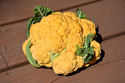 Cheddar Cauliflower (Brassica oleracea var. botrytis 'Cheddar') at Golden Acre Home & Garden