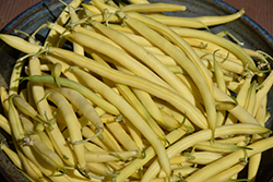 Golden Butterwax Bush Bean (Phaseolus vulgaris 'Golden Butterwax') at Peter Knippel Garden Centre