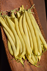 Pencil Pod Black Wax Bush Bean (Phaseolus vulgaris 'Pencil Pod Black Wax') at Peter Knippel Garden Centre