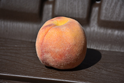 Early Redhaven Peach (Prunus persica 'Early Redhaven') at Lakeshore Garden Centres