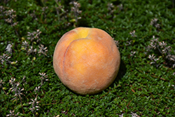 J.H. Hale Peach (Prunus persica 'J.H. Hale') at Lakeshore Garden Centres