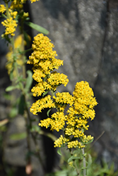 Gray Goldenrod (Solidago nemoralis) at Lakeshore Garden Centres