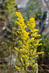 Missouri Goldenrod (Solidago missouriensis) at Lakeshore Garden Centres