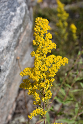 Showy Goldenrod (Solidago speciosa) at Lakeshore Garden Centres