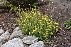 Mountain Gold Alyssum (Alyssum montanum 'Berggold') at A Very Successful Garden Center