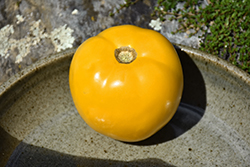 Lemon Boy Tomato (Solanum lycopersicum 'Lemon Boy') at Golden Acre Home & Garden