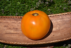 Valencia Tomato (Solanum lycopersicum 'Valencia') at A Very Successful Garden Center