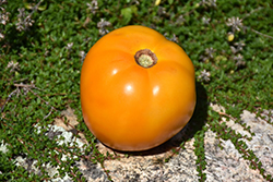Sunny Boy Tomato (Solanum lycopersicum 'Sunny Boy') at Golden Acre Home & Garden