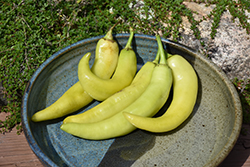 Sweet Banana Pepper (Capsicum annuum 'Sweet Banana') at A Very Successful Garden Center