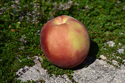 Strawberry Free Peach (Prunus persica 'Strawberry Free') at Lakeshore Garden Centres