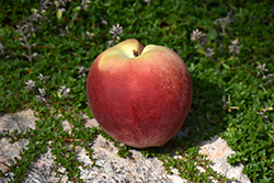 Tropic Snow Peach (Prunus persica 'Tropic Snow') at Lakeshore Garden Centres