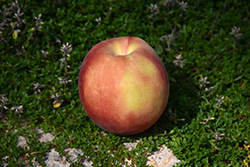 Snow Beauty Peach (Prunus persica 'Snow Beauty') at Lakeshore Garden Centres