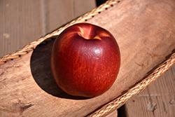 Double Delight Nectarine (Prunus persica var. nucipersica 'Double Delight') at Lakeshore Garden Centres