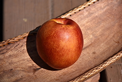 Mericrest Nectarine (Prunus persica var. nucipersica 'Mericrest') at Lakeshore Garden Centres