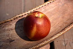 Arrington Nectarine (Prunus persica var. nucipersica 'Arrington') at Lakeshore Garden Centres
