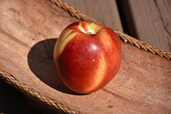 Snow Queen Nectarine (Prunus persica var. nucipersica 'Snow Queen') at Lakeshore Garden Centres