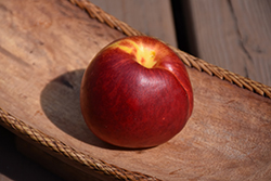 Independence Nectarine (Prunus persica var. nucipersica 'Independence') at Lakeshore Garden Centres