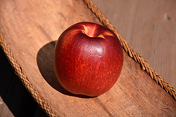 Arctic Star Nectarine (Prunus persica var. nucipersica 'Arctic Star') at Lakeshore Garden Centres