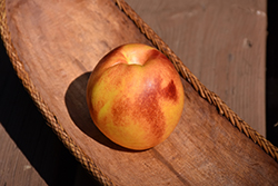 Flamekist Nectarine (Prunus persica var. nucipersica 'Flamekist') at Lakeshore Garden Centres