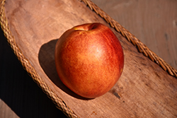 Pacific Pride Nectarine (Prunus persica var. nucipersica 'Pacific Pride') at Lakeshore Garden Centres