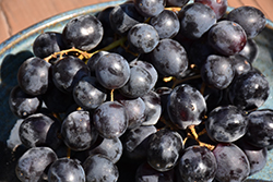Black Seedless Grape (Vitis 'Black Seedless') at Lakeshore Garden Centres