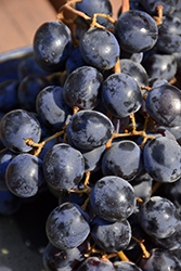 Glenora Grape (Vitis 'Glenora') at Lakeshore Garden Centres