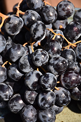 Black Monukka Grape (Vitis 'Black Monukka') at Lakeshore Garden Centres