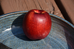 Panamint Nectarine (Prunus persica var. nucipersica 'Panamint') at Lakeshore Garden Centres