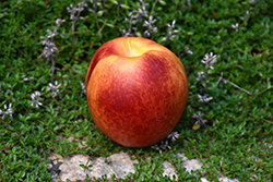 Nectar Babe Nectarine (Prunus persica var. nucipersica 'Nectar Babe') at Lakeshore Garden Centres