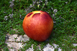 Royal Giant Nectarine (Prunus persica var. nucipersica 'Royal Giant') at Lakeshore Garden Centres