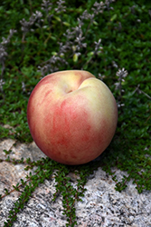 White Lady Peach (Prunus persica 'White Lady') at Lakeshore Garden Centres